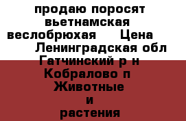 продаю поросят вьетнамская  веслобрюхая   › Цена ­ 4 000 - Ленинградская обл., Гатчинский р-н, Кобралово п. Животные и растения » Другие животные   . Ленинградская обл.